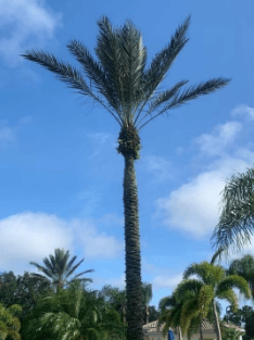 How to Avoid Palm Disease on Your Property (LBD) | Mainscape