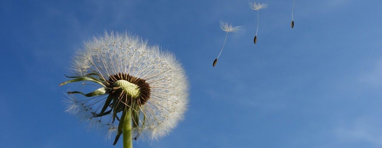 dandelion