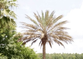 lethal-bronzing-disease-palm-tree-