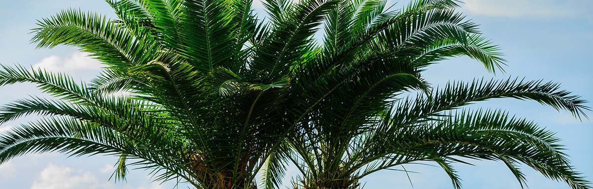 palm tree