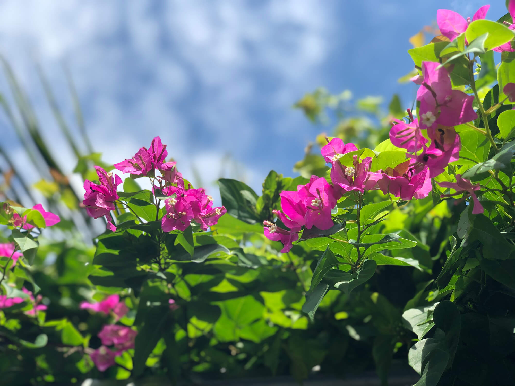 plant profile bougainvillea