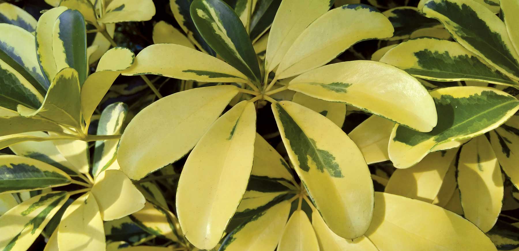 Abrolicola plant