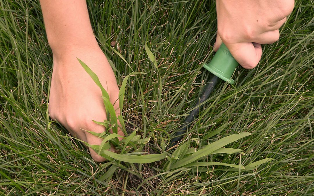 Pest Alert: Crabgrass in St. Augustine Grass Lawns