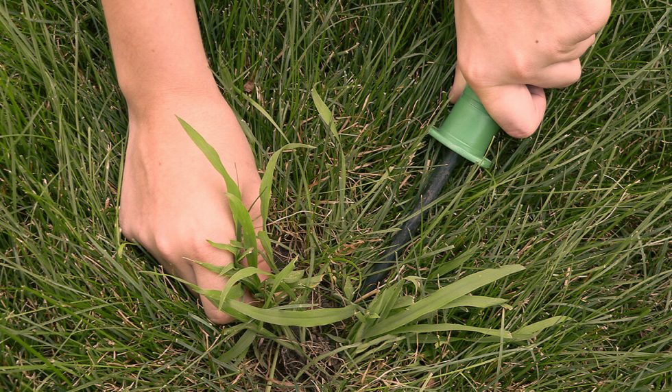 Pest Alert Crabgrass in St. Augustine Grass Lawns Mainscape
