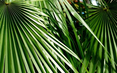 Plant Profile: European Fan Palm