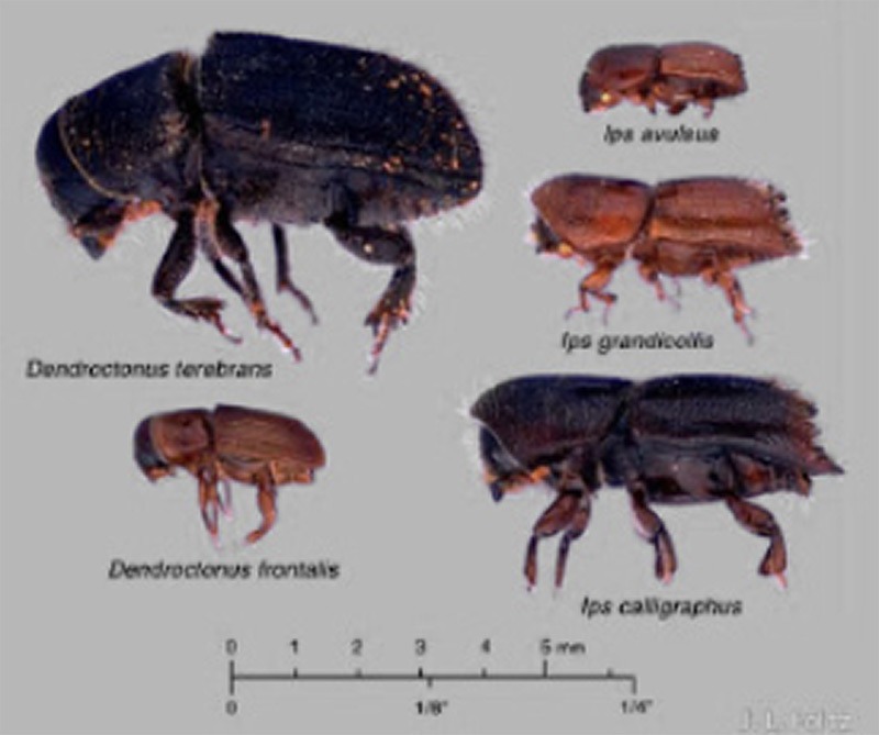 pine-bark-beetles