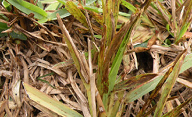 Pest Alert: Sugar Cane Mosaic Virus