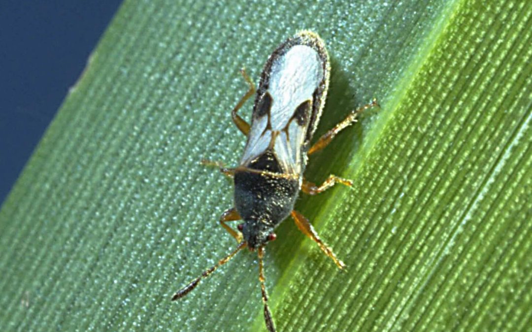 Pest Alert: Southern Chinch Bug