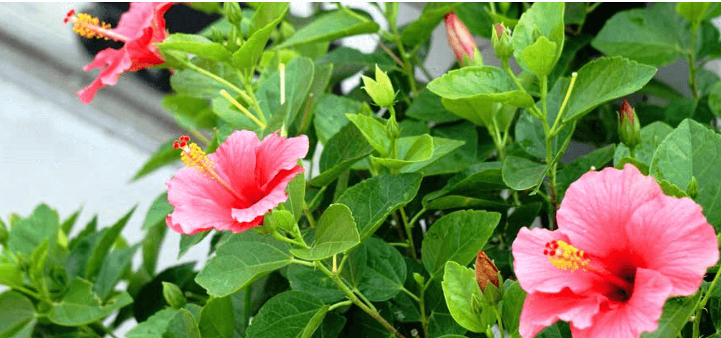 hibiscus