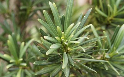 Plant Profile: Dwarf Podocarpus