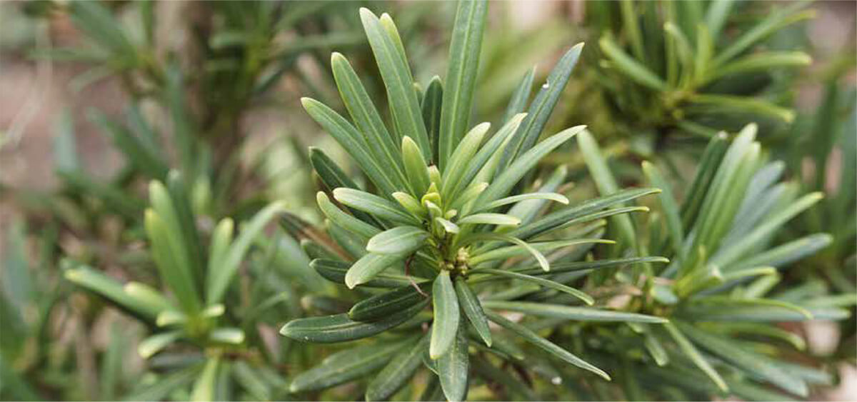 dwarf podocarpus