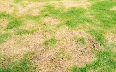 The remedy for root rot and rainfall