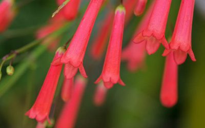 Plant Profile: Firecracker Plant