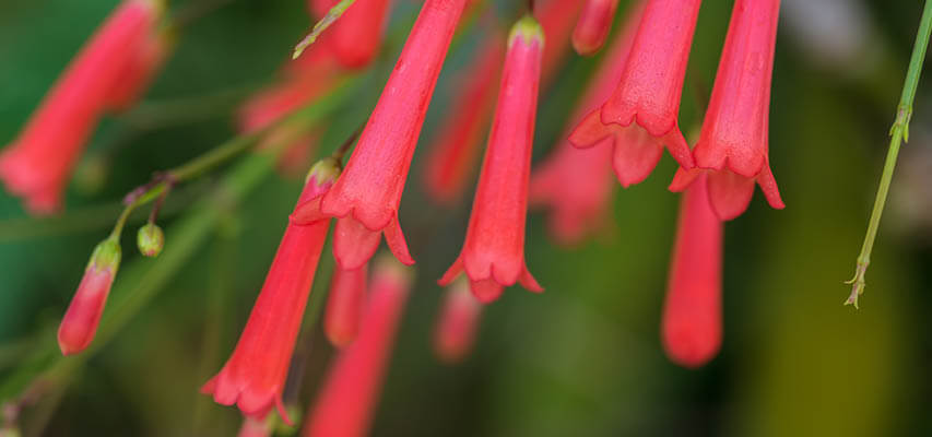 firecracker plant