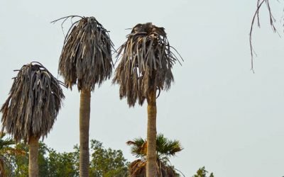 Incurable killers of precious palm trees