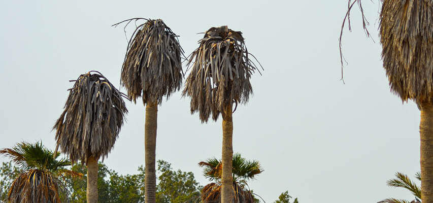 Incurable killers of precious palm trees