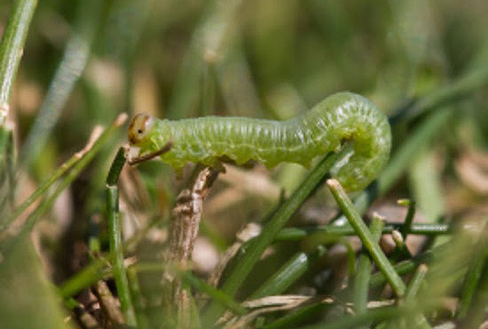 Pest Alert: Stopping sod webworms in their tracks