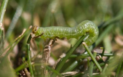 Pest Alert: Stopping sod webworms in their tracks