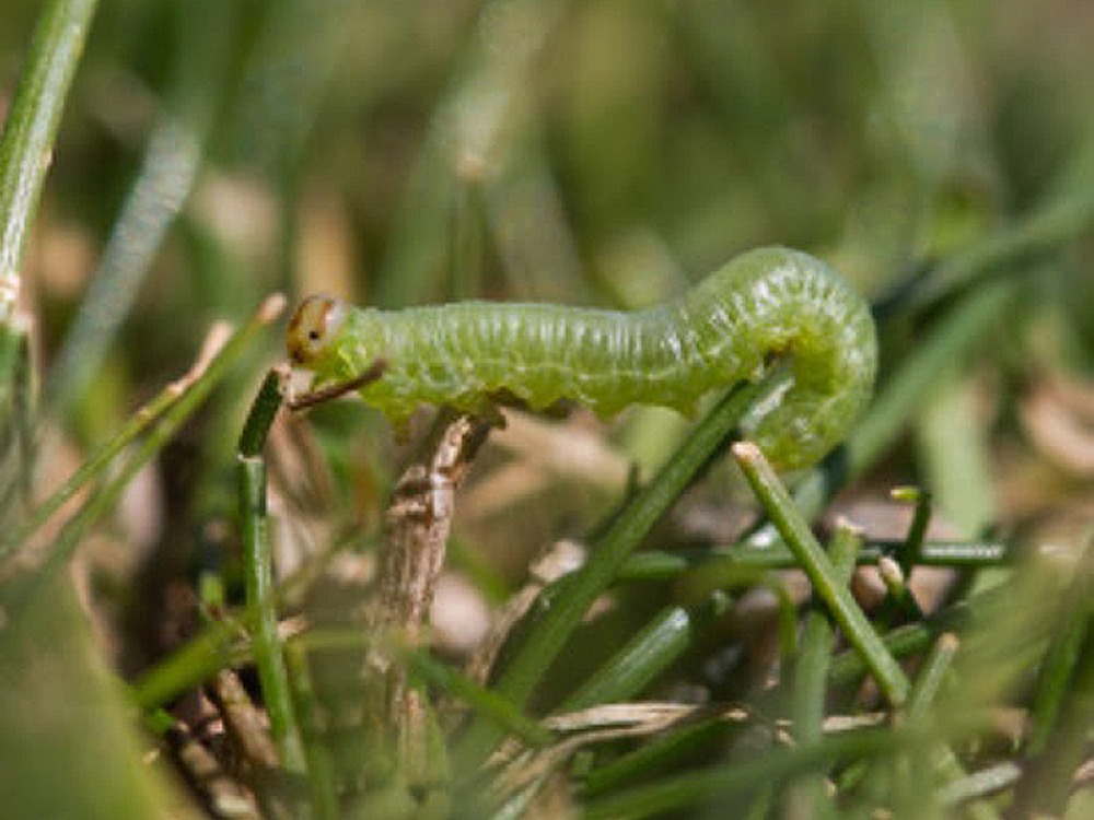 sod webworm