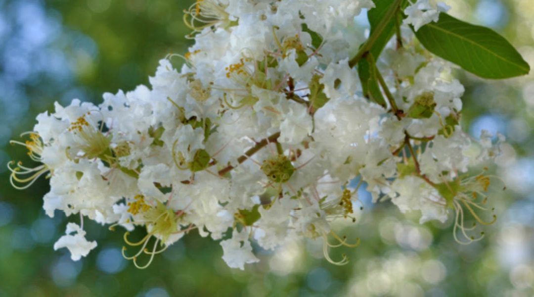 Plant Profile: Natchez Crape Myrtle