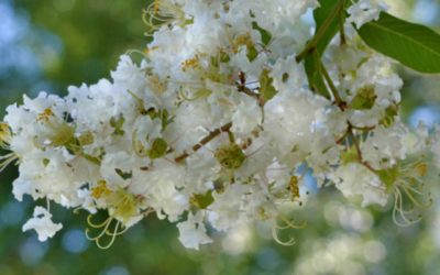 Plant Profile: Natchez Crape Myrtle