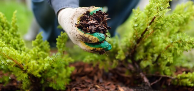 Mulch can be marvelous