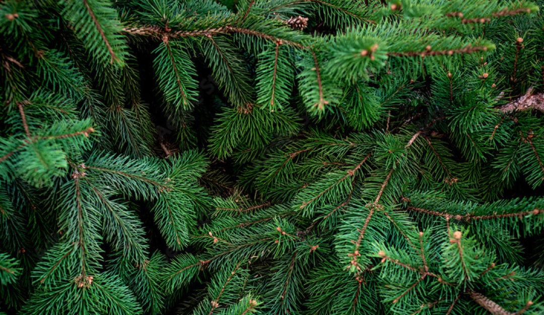 Plant Profile: Real vs. Artificial Christmas Trees