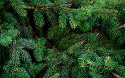 Plant Profile: Real vs. Artificial Christmas Trees