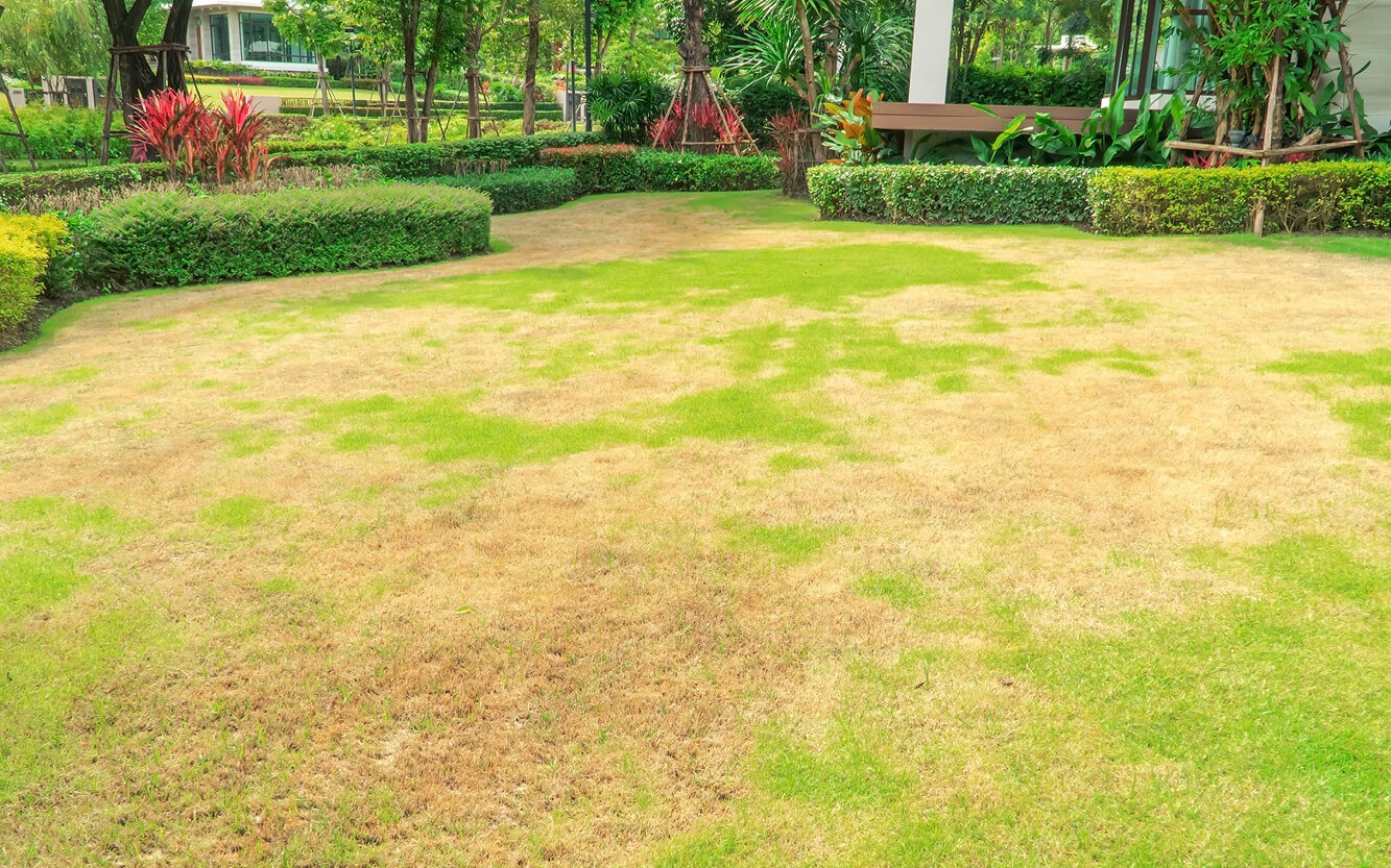 landscaping company - grass patch