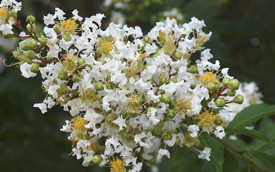 Why “topping” is terrible for crapemyrtles