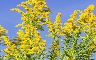 Plant Profile: Seaside Goldenrod