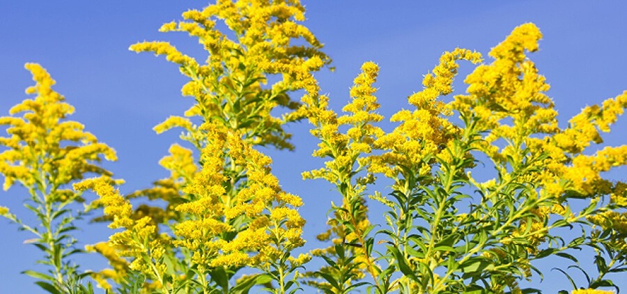 Plant Profile: Seaside Goldenrod