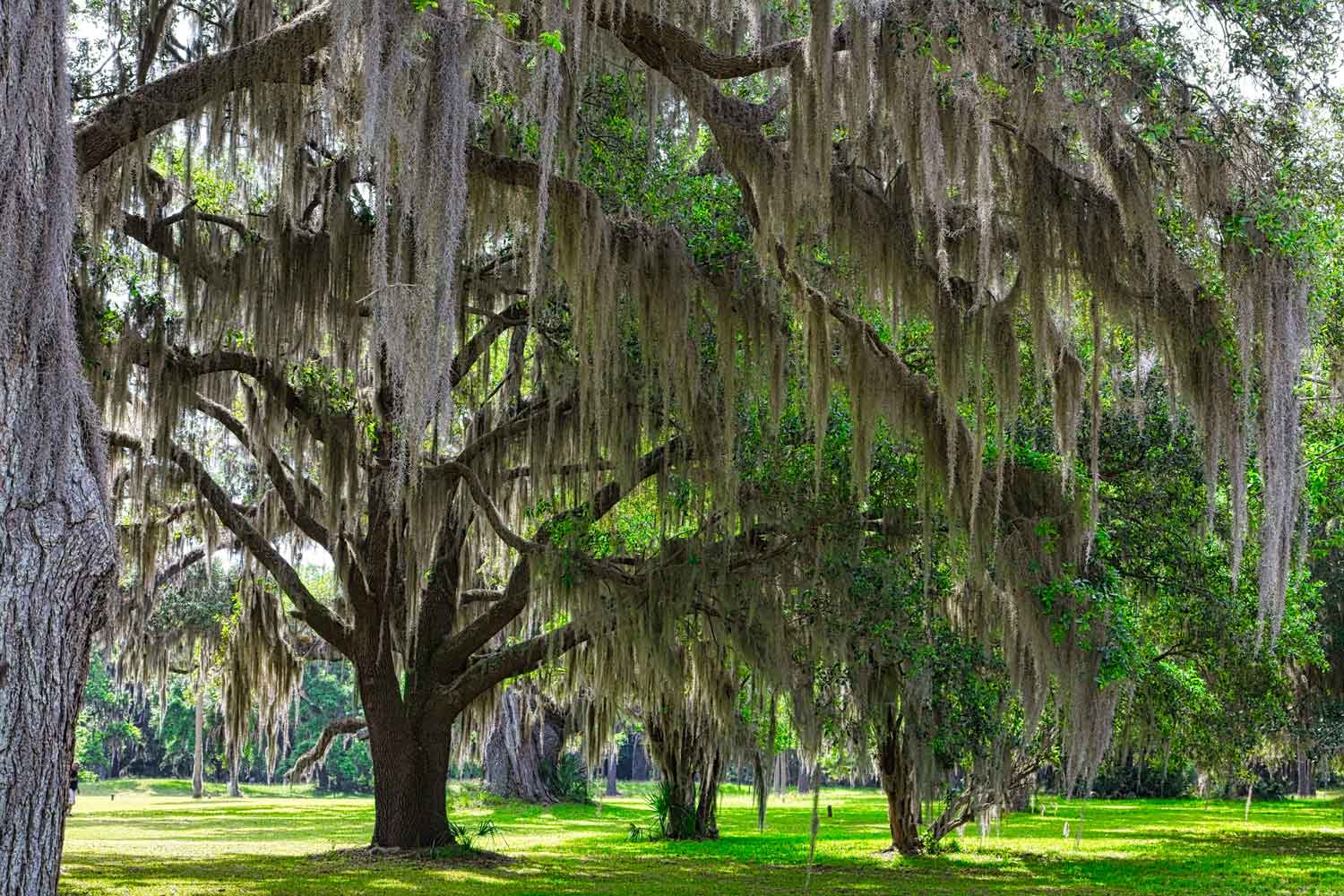 GEORGIA & THE CAROLINAS Landscaping services