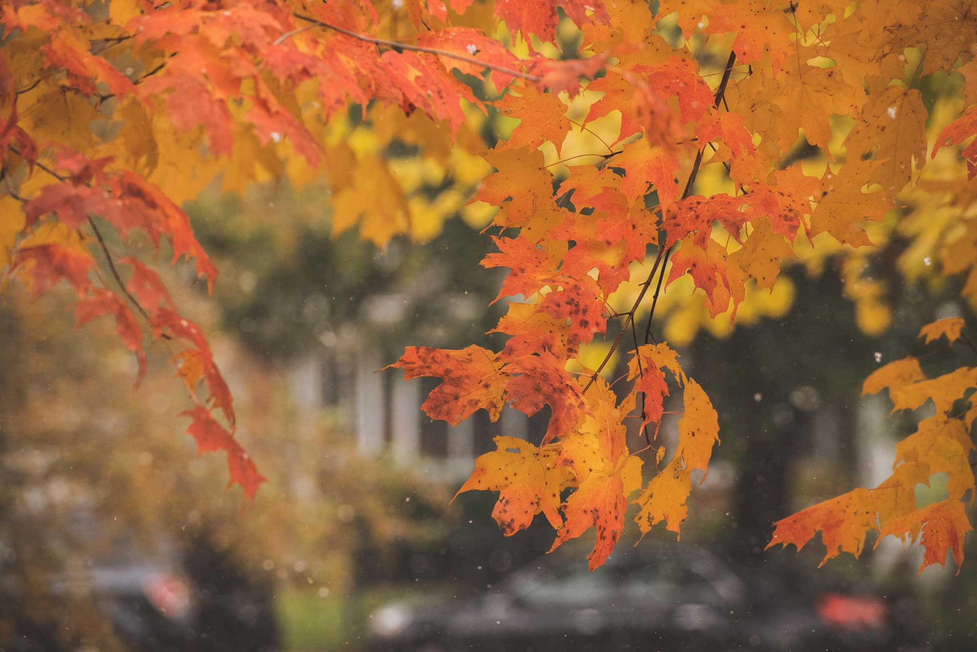 INDIANA, MICHIGAN, KENTUCKY, MISSOURI & TENNESSEE Landscaping services
