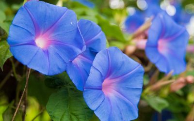 Plant Profile: Morning Glory