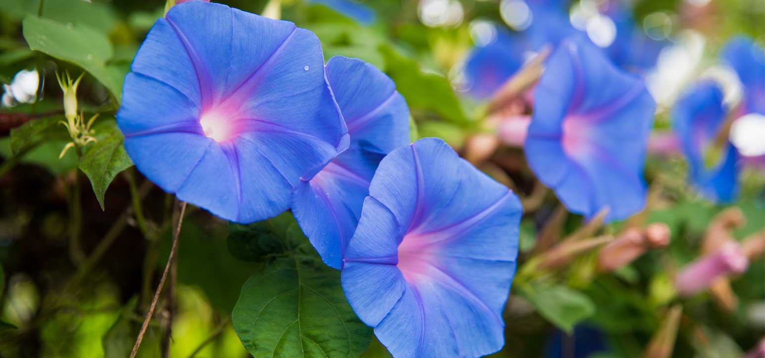 Morning-Glory-plant-profile