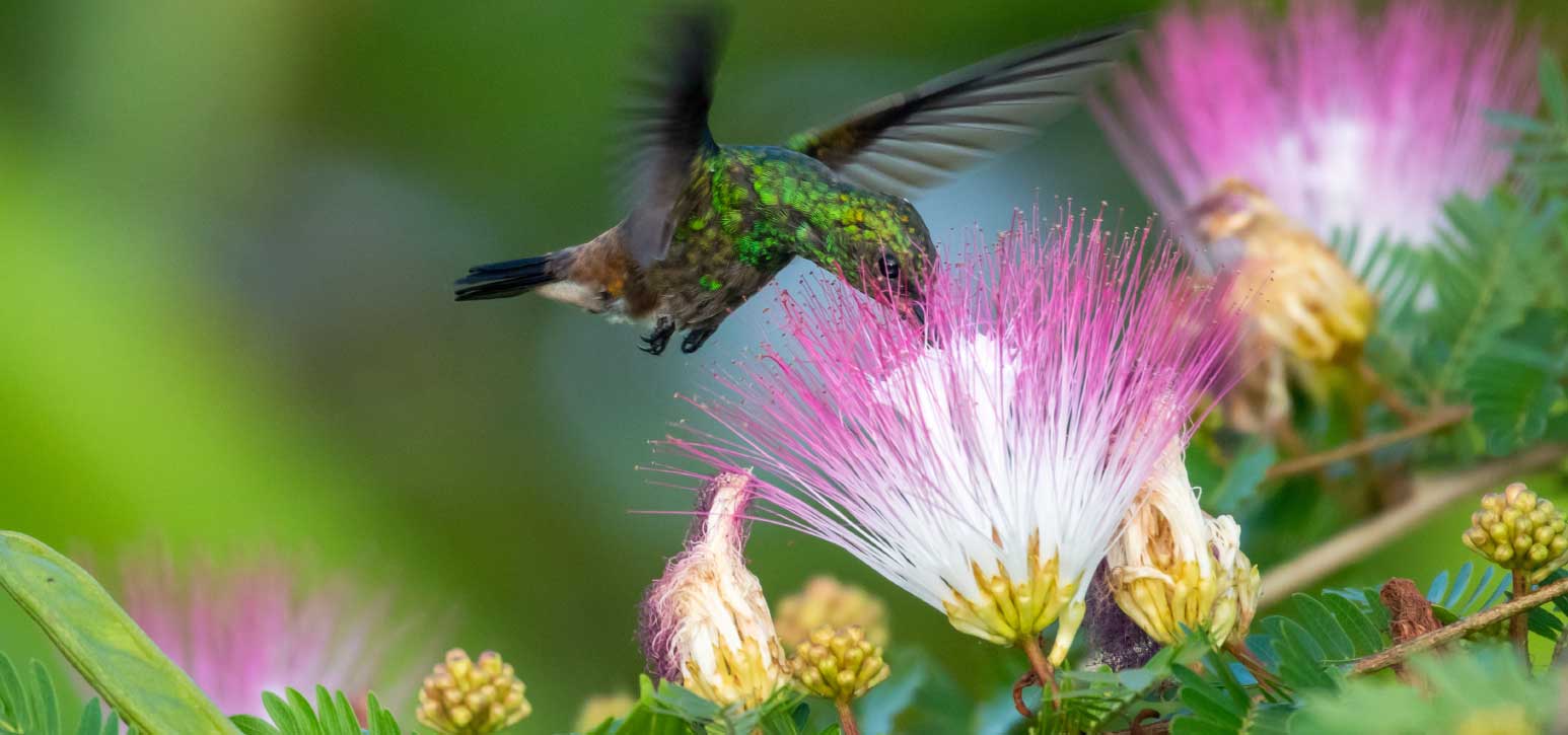 Bird and powderpuff flower - Landscape services