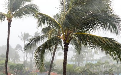 Hurricane-Damaged Palms