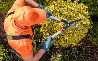Top Landscaping Companies in Florida: Why Mainscape Stands Apart