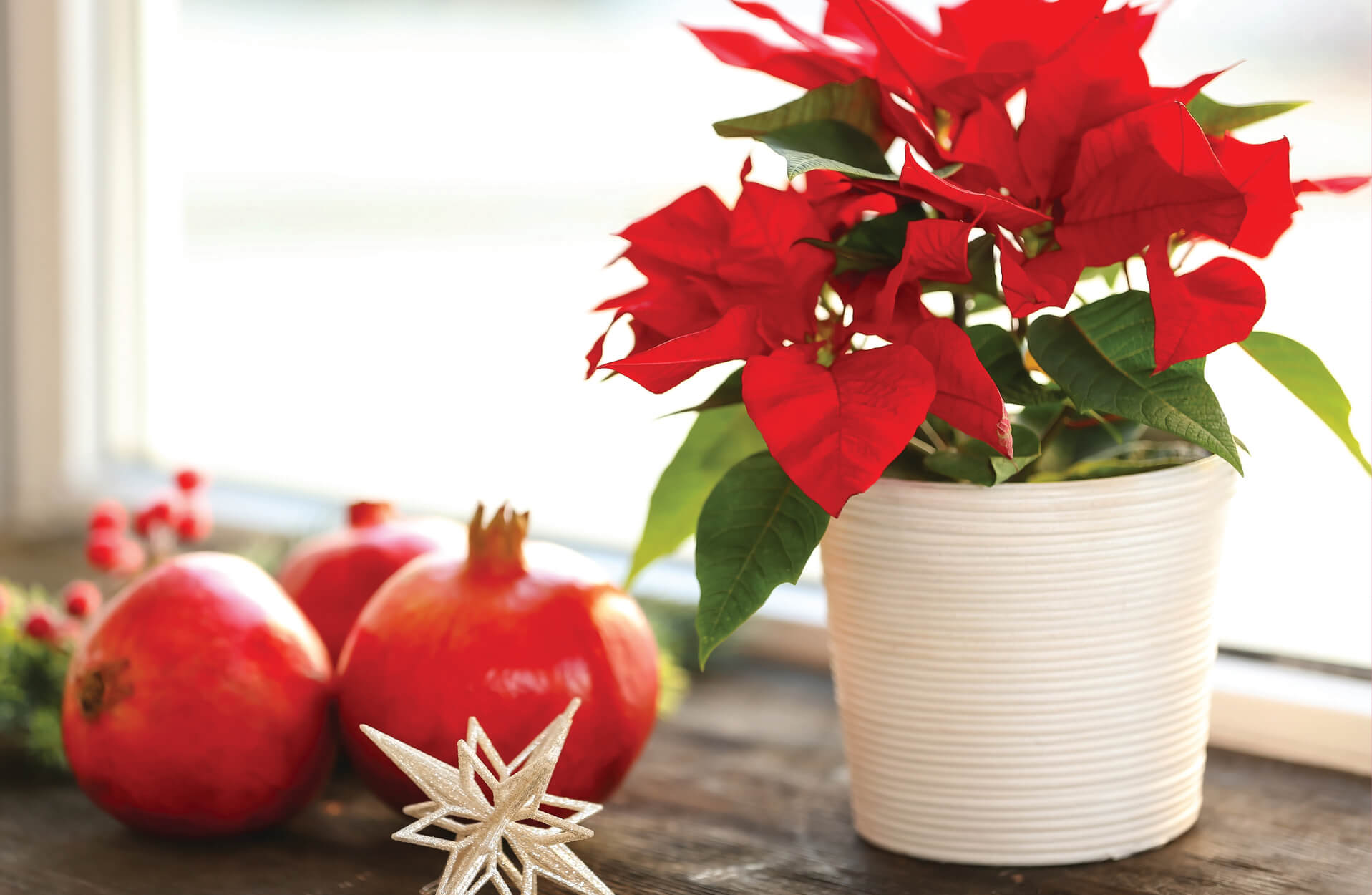 Poinsettias Holidays