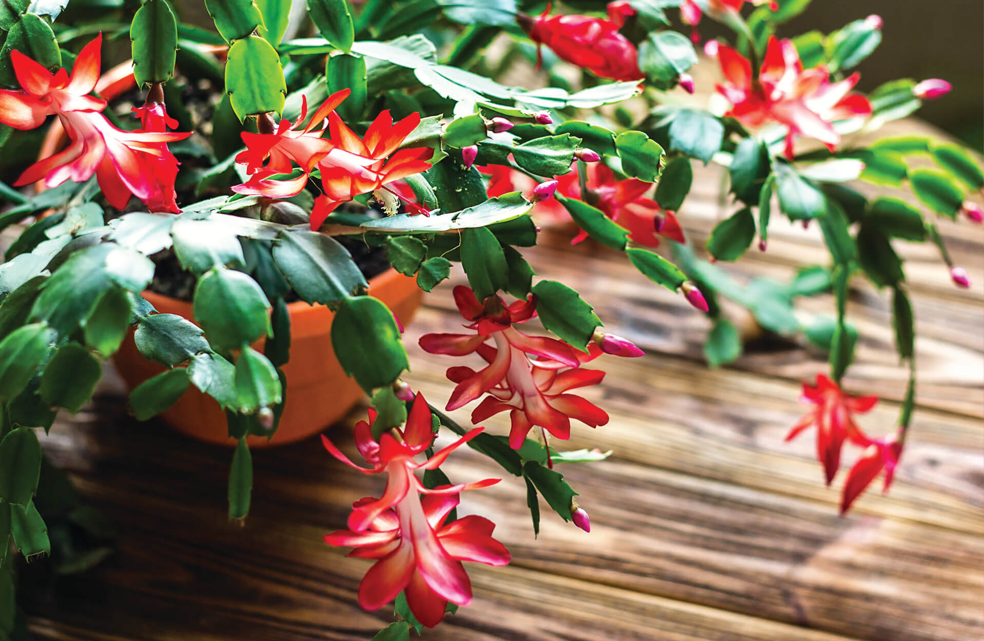 Christmas Cactus