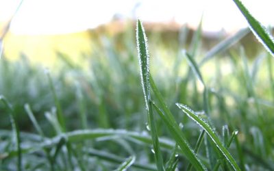 Cold Injury in the Florida Landscape