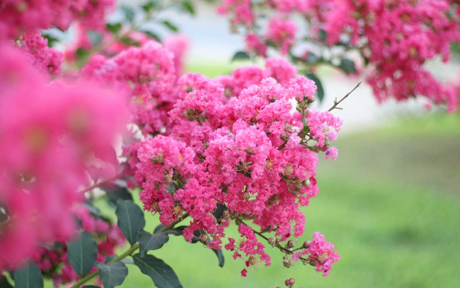 Pruning is a good way to improve the plant’s structure