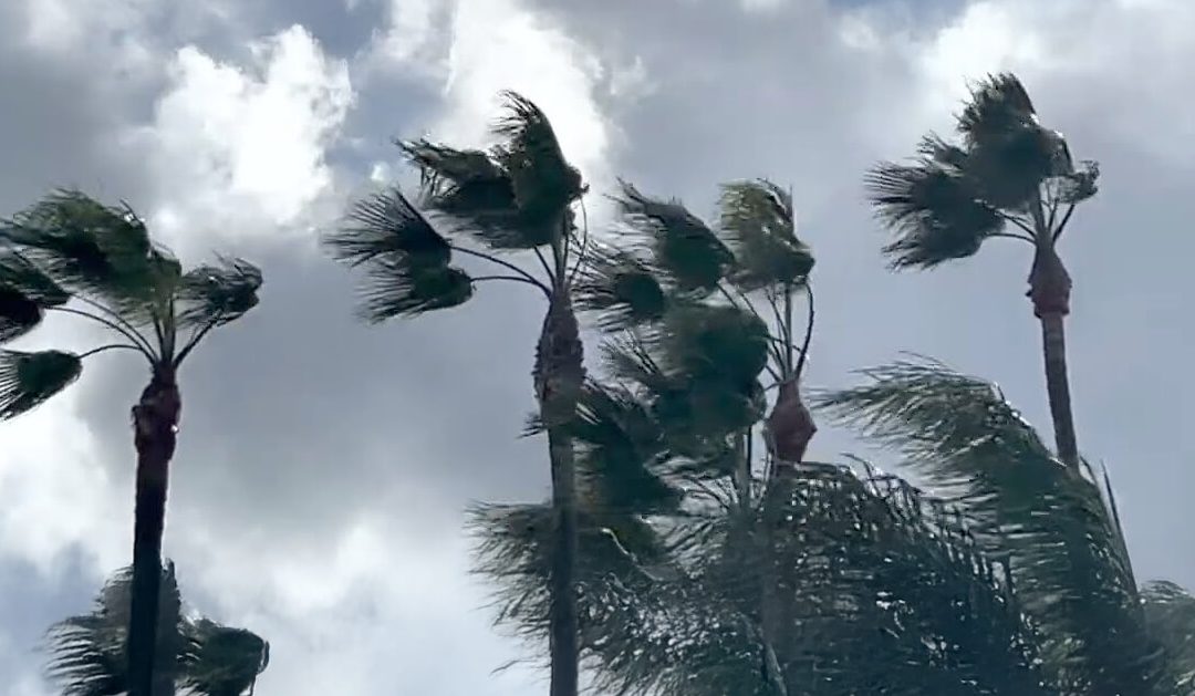 Preparing Your Landscape for Hurricane Season
