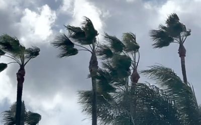 Preparing Your Landscape for Hurricane Season