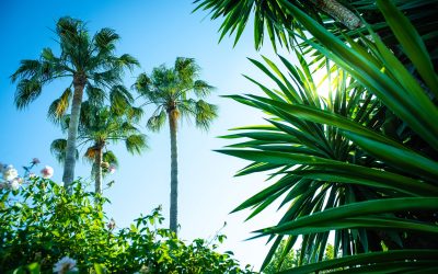 Florida Landscaping Companies: The Mainscape Difference