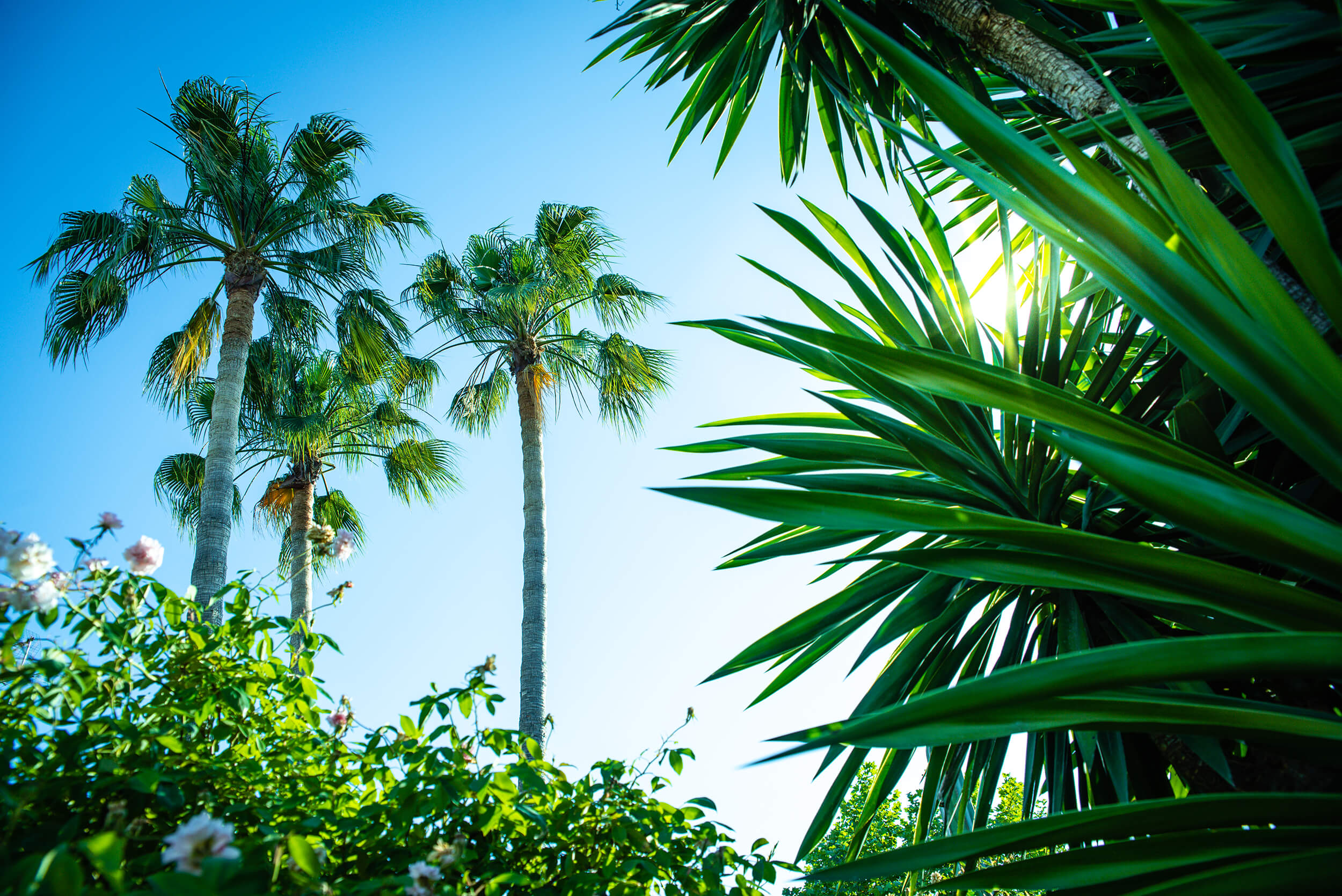 florida landscaping companies